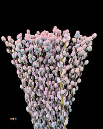 Salix H%