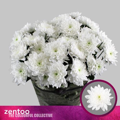 Chrysanthemum Indicum Grp tros Olaf