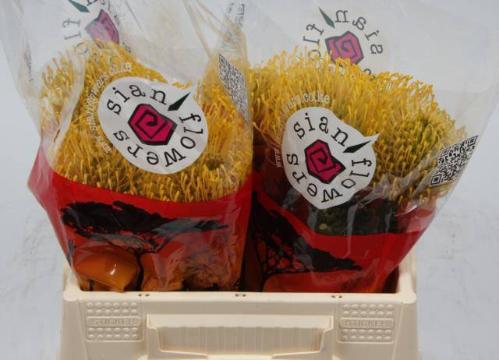 Leucospermum nutans 'High Gold'