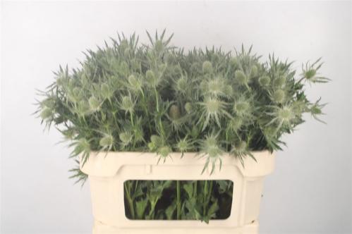 Eryngium Magical White Lagoon