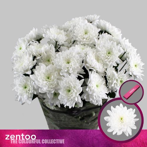 Chrysanthemum Indicum Grp tros Olaf