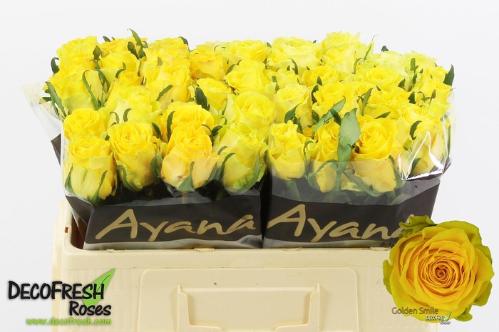 Rosa grootbloemig Golden Smile