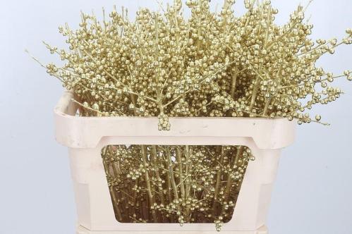 Ilex verticillata kleurbehandeld H%