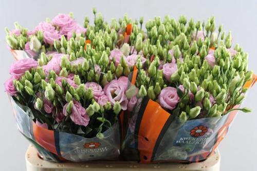 Eustoma russellianum gevuldbloemig 'Rosita Bright Pink'