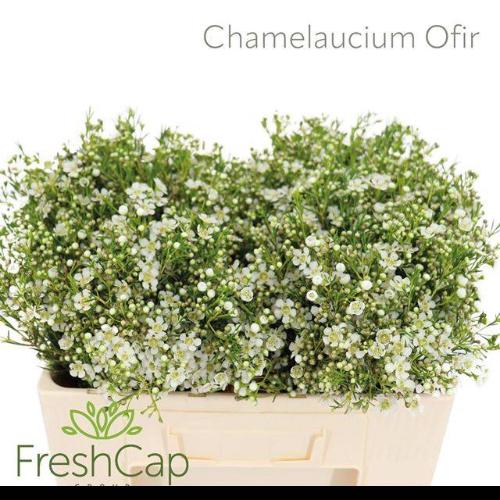 Chamelaucium uncinatum 'Ofir'