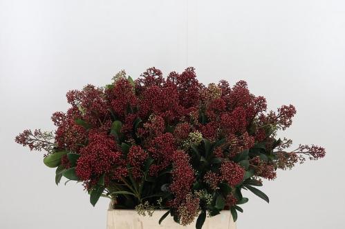 Skimmia per bos japonica 'Rubella'