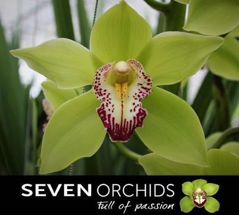 Cymbidium grootbloemig 'Forever'