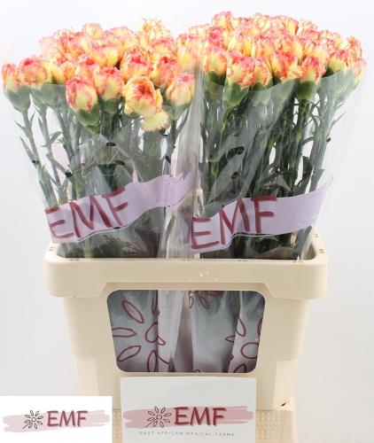 Dianthus standaard Diego