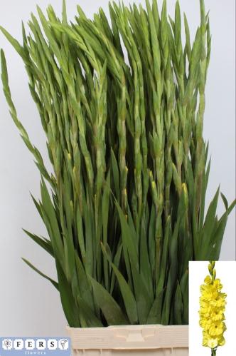 Gladiolus (Large-flowered Grp) 'Bra Val'