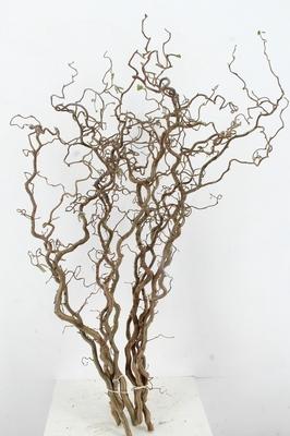 Corylus avellana 'Contorta'