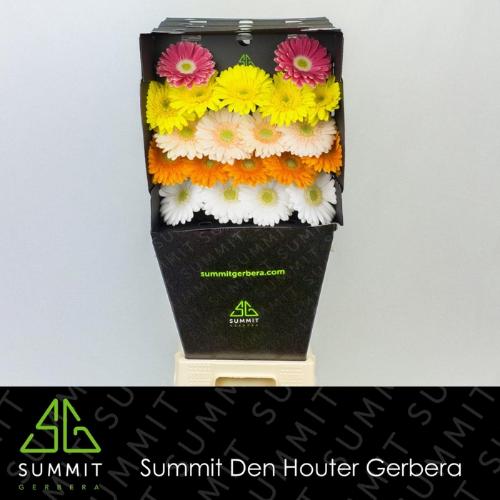 Gerbera mini gemengd op rij