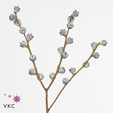 Eucalyptus globulus kleurbehandeld H%