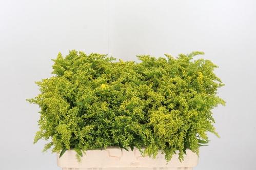 Solidago 'Golden Glory'