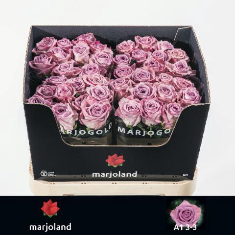 Rosa grootbloemig Nayeli!