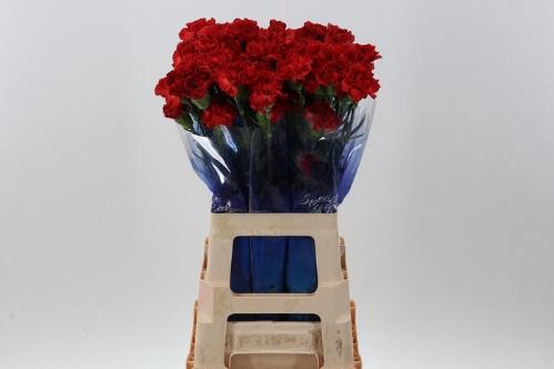 Dianthus standaard 'Alhambra'