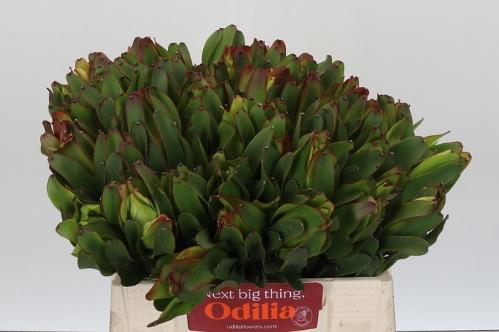 Leucadendron 'Laurel Yellow'