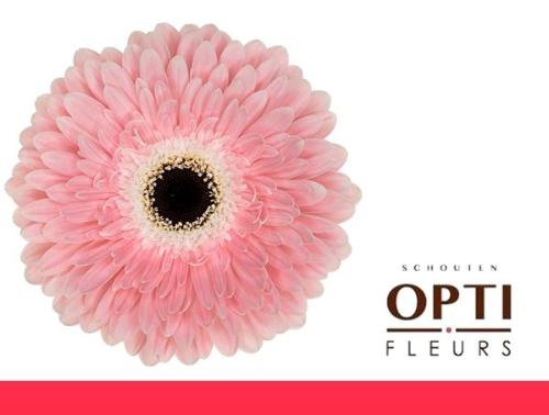 Gerbera grootbloemig 'Graceland'