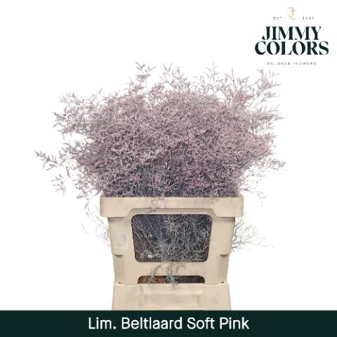 Limonium overig kleurbehandeld H%