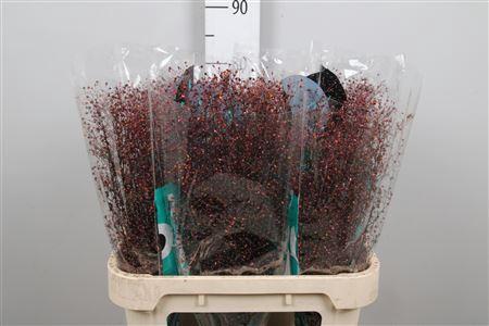 Talinum paniculatum 'Long John'