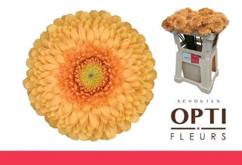 Gerbera mini bolvormig Pomponi Bunny