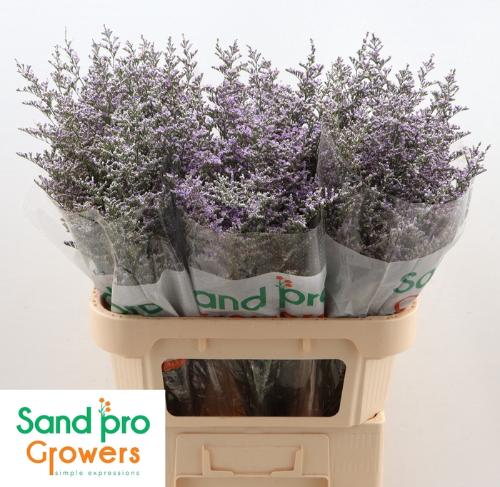 Limonium 'Misty Blue'