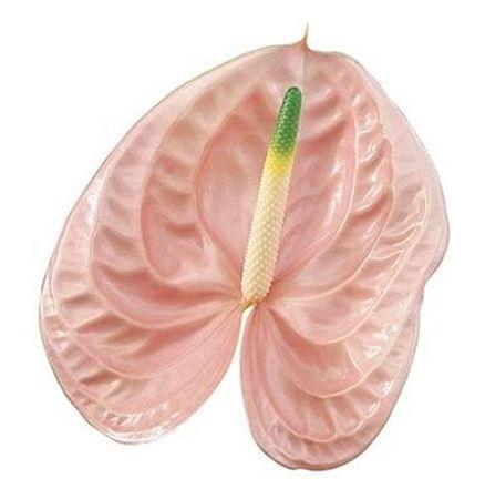 Anthurium Andreanum Grp Cheers