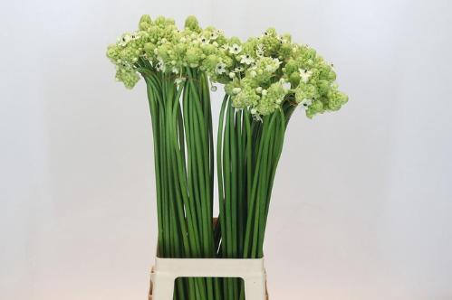 Ornithogalum saundersiae