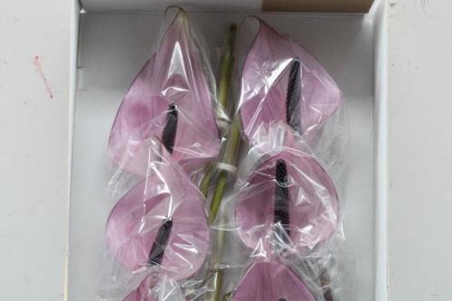 Anthurium Andreanum Grp Nexia