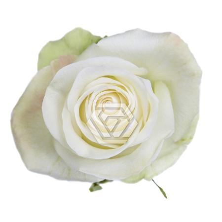 Rosa grootbloemig Alba (Nirpal)