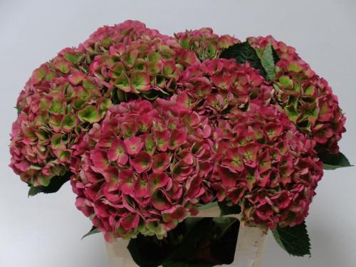 Hydrangea macrophylla Magical Opal (classic)