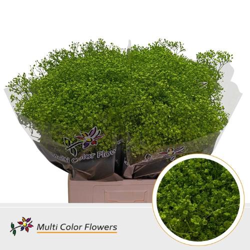 Gypsophila overig kleurbehandeld H%