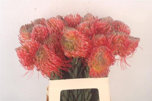 Leucospermum nutans 'Ito'