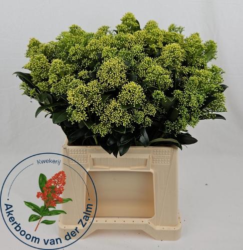 Skimmia japonica 'Frank White' per bos