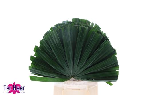 Chamaerops sp. (blad)