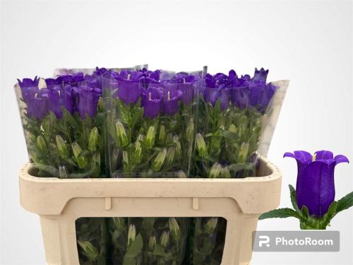 Campanula medium 'Campana Deep Blue'