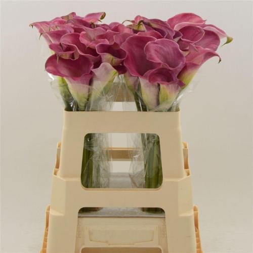 Zantedeschia 'Captain Romance'