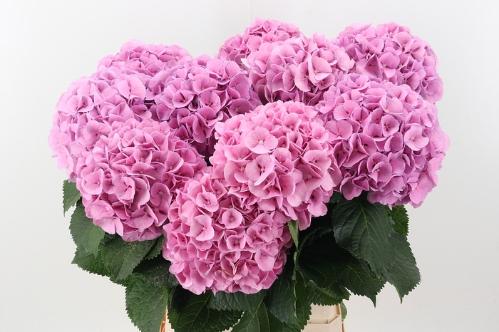Hydrangea macrophylla 'Mammoet'