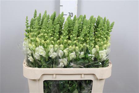 Antirrhinum majus 'Potomac Ivory White'