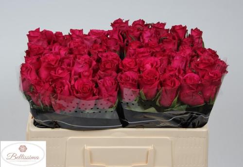 Rosa grootbloemig Ever Pink