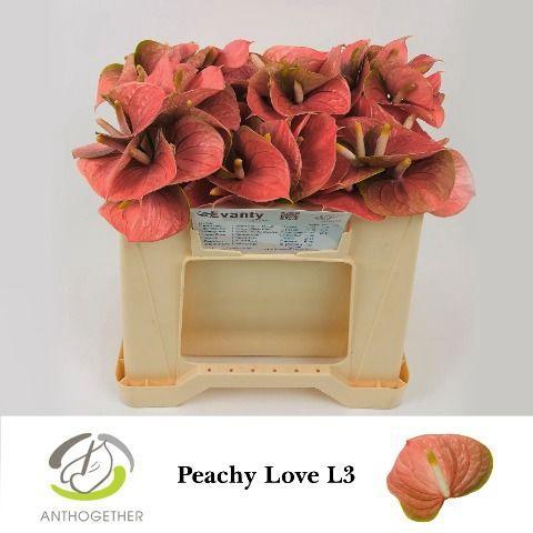 Anthurium (Andreanum Grp) Peachy Love