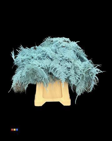 Asparagus overig kleurbehandeld H%