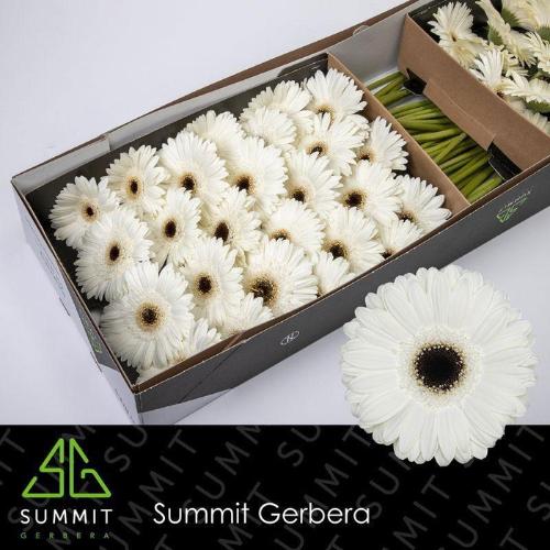 Gerbera grootbloemig 'White House'