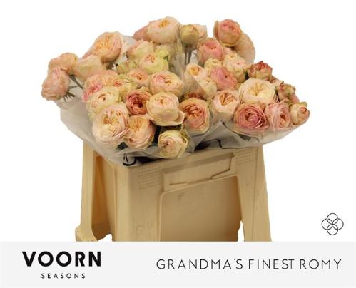 Rosa tros Grandma's Finest Romy