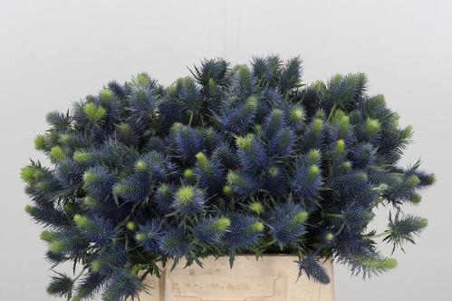 Eryngium Supernova Questar