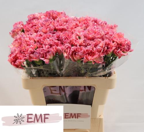 Dianthus standaard Ocaso+