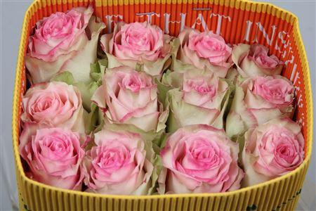 Rosa grootbloemig Esperance