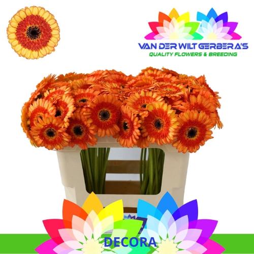 Gerbera mini Decora