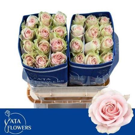 Rosa grootbloemig Frutteto