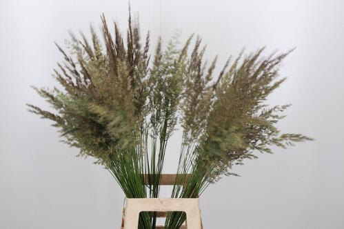 Calamagrostis brachytricha