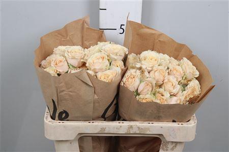 Rosa tros overig